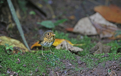 Grallaricula flavirostris