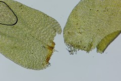 Herzogiella striatella