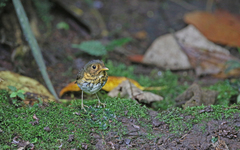 Grallaricula flavirostris