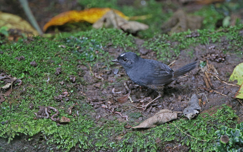 White-crowned Tapaculo (Scytalopus atratus)