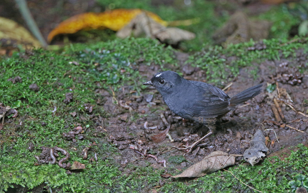 White-Crowned Tapaculo