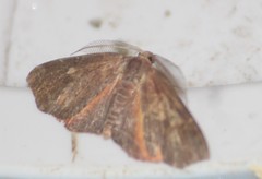Achrosis rondelaria