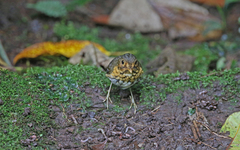 Grallaricula flavirostris