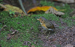 Grallaricula flavirostris