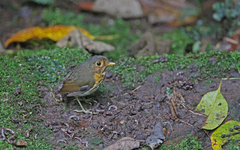 Grallaricula flavirostris