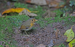 Grallaricula flavirostris