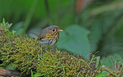 Grallaricula flavirostris