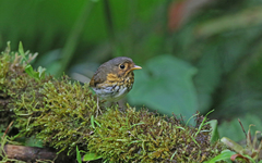 Grallaricula flavirostris