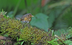 Grallaricula flavirostris