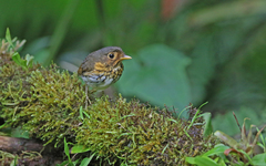 Grallaricula flavirostris