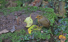 Grallaricula flavirostris