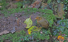 Grallaricula flavirostris