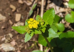 Zizia trifoliata