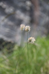 Alopecurus glacialis