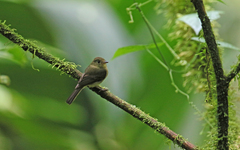 Myiophobus phoenicomitra