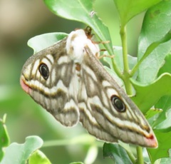 Heniocha apollonia