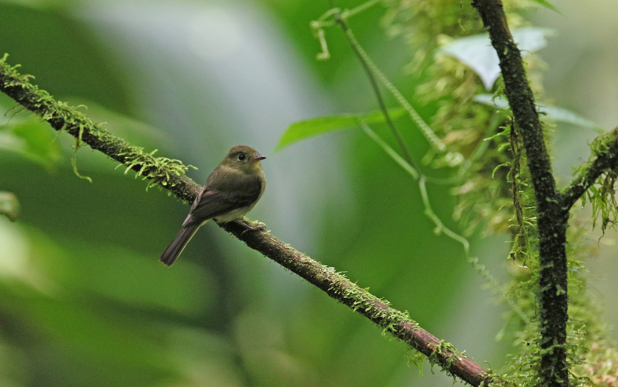 Orange-crested Flycatcher (Myiophobus phoenicomitra), photo 2