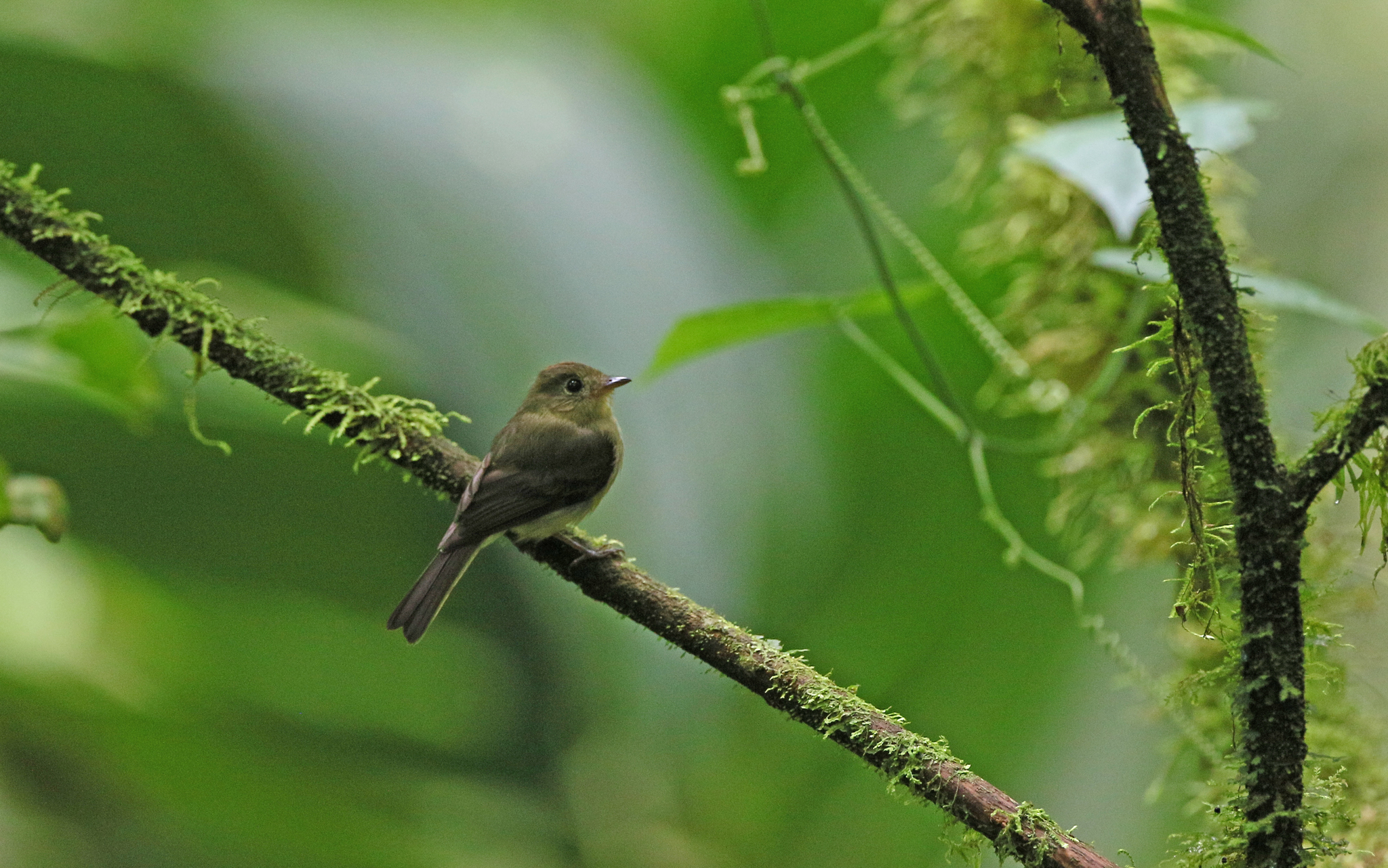 Orange-crested Flycatcher (Myiophobus phoenicomitra), photo 3