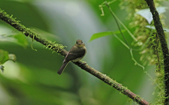 Myiophobus phoenicomitra