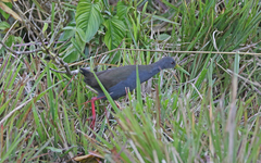 Pardirallus nigricans