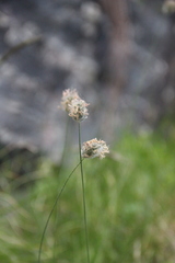 Alopecurus glacialis