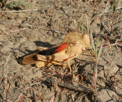 Pyrgodera armata