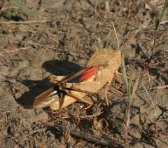 Pyrgodera armata