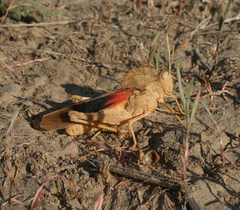 Pyrgodera armata