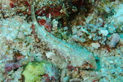 Synchiropus bartelsi