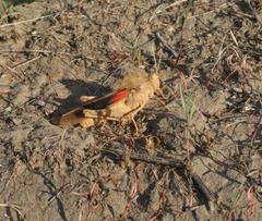 Pyrgodera armata