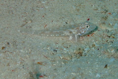 Fusigobius duospilus