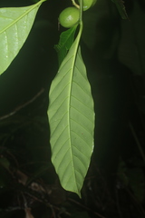 Tabernaemontana siphilitica