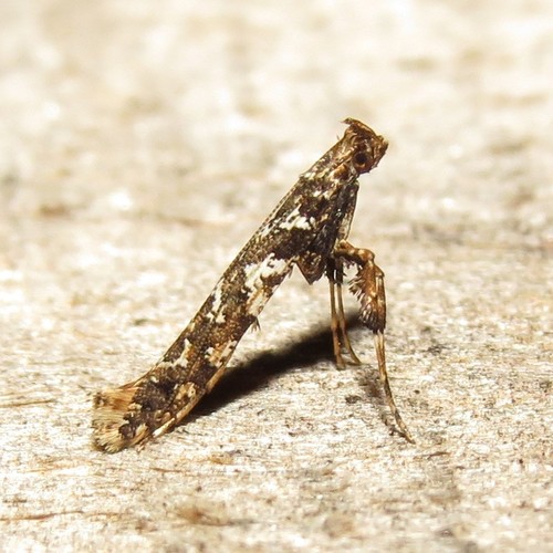 Cherry Leafroller Moth photo 2
