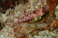 Synchiropus moyeri