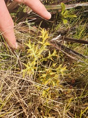 Aciphylla hookeri