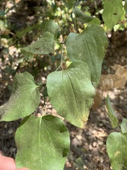 Smilax californica