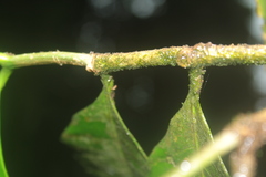 Tabernaemontana siphilitica