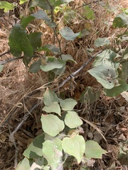 Smilax californica