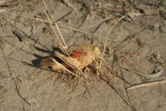 Pyrgodera armata