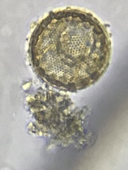 Coscinodiscales
