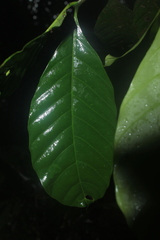 Tabernaemontana siphilitica