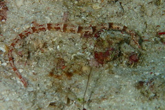 Corythoichthys benedetto