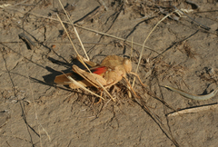 Pyrgodera armata