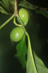 Tabernaemontana siphilitica