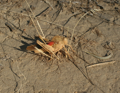 Pyrgodera armata
