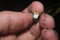 Tabernaemontana siphilitica