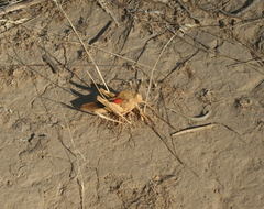 Pyrgodera armata