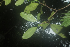 Tabernaemontana siphilitica