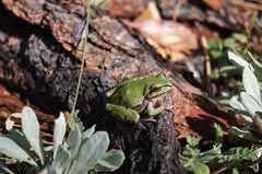 Hyla wrightorum