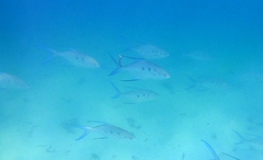 Trachinotus botla